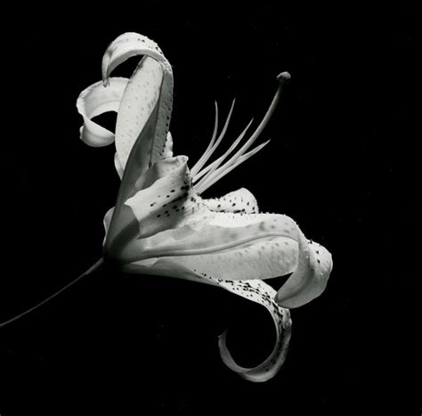 Robert Mapplethorpe Flower Images Best Flower Site