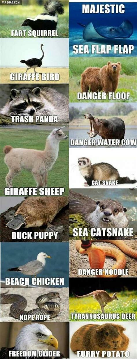 Alternate names for animals - Funny | Funny animal jokes, Funny animal ...