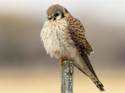 American Kestrel Celebrate Urban Birds