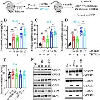 The Administration Of TSC01131 Inhibited Apoptosis And Improved The