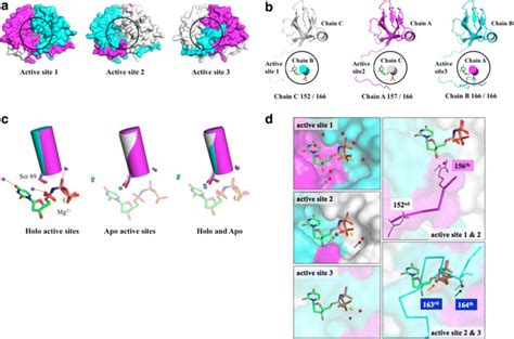 The Structures Of The Apo And Holo Forms Of Arabidopsis Dutpase A Download Scientific Diagram