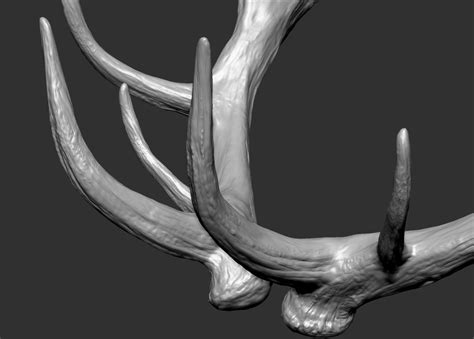 3d Deer Horns Turbosquid 1414033