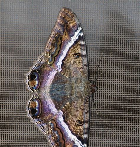 B N Sullivan Photography: The 'Black Witch' Moth (Ascalapha odorata)