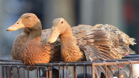 Deadly Bird Flu Surges In China As Millions Travel