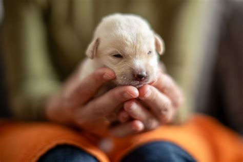 Cómo cuidar a un cachorro de perro 10 Consejos básicos