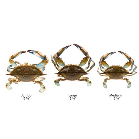 Linton S 5 3 4 Live Large Maryland Blue Crabs 72 Case