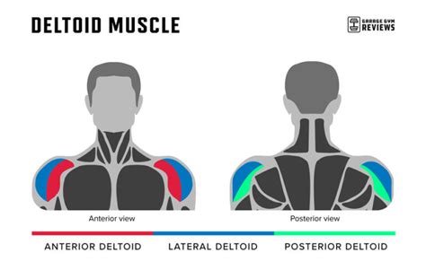 The Best Deltoid Exercises for Strong Shoulders | Garage Gym Reviews