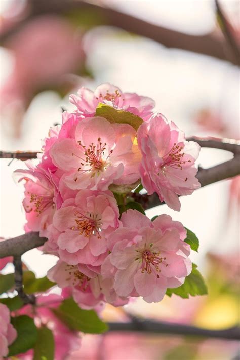 Pink Flowers Are Blooming On A Tree Branch