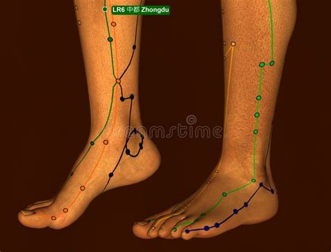 Acupuncture Point Lr1 Dadun 3d Illustration Brown Background Stock