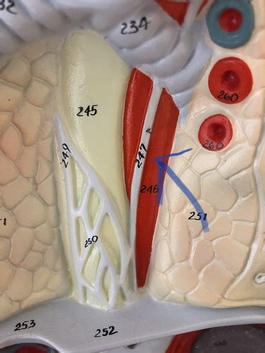 Anatomy Thorax Flashcards Quizlet