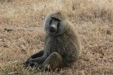 Tripadvisor Tarangire Serengeti Ngorongoro Krater Tage Zur