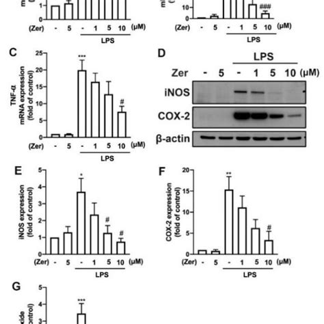 The Expression Of Proinflammatory Mediators In Response To Zerumbone In