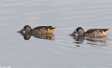 Pink-eared Duck Photos - Photographs - Pictures