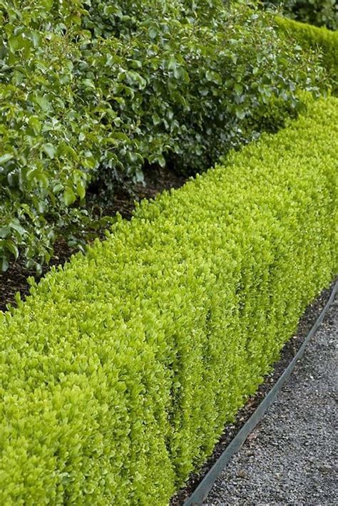 Dwarf English Boxwood Part sun (3 to 6 hours morning sun) Shrubs at ...