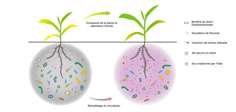 Como el maíz las plantas también tienen su microbiota