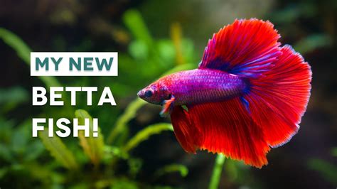 The Best Way To Acclimate New Betta Fish For Your Aquarium YouTube