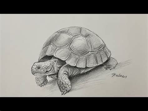 Discover more than 195 tortoise picture drawing - nanoginkgobiloba.vn