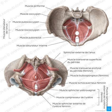 Muscles Du Plancher Pelvien Anatomie Et Fonction Kenhub