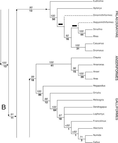 Molecular Phylogenetic Trees Proposed In Previous Studies See For