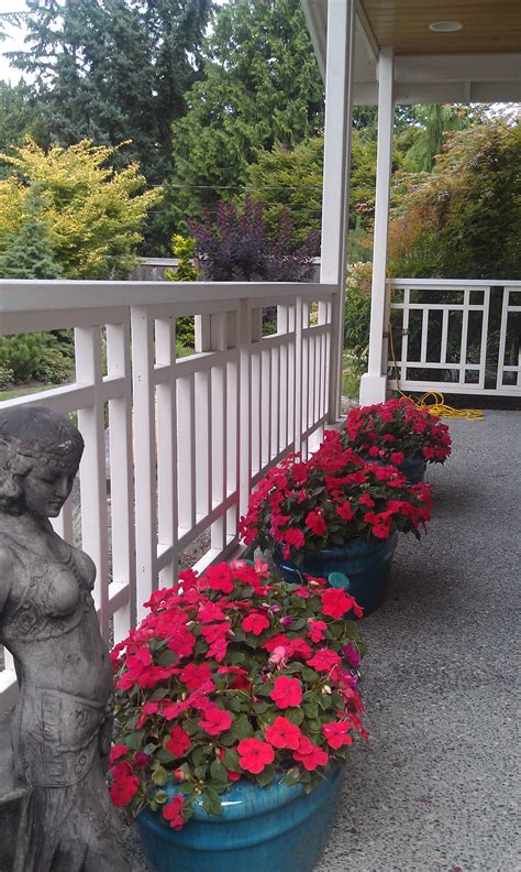 Front porch | Front porch, Plants, Garden