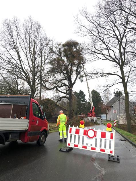 schöne alte Linde ist gefällt Vlatten