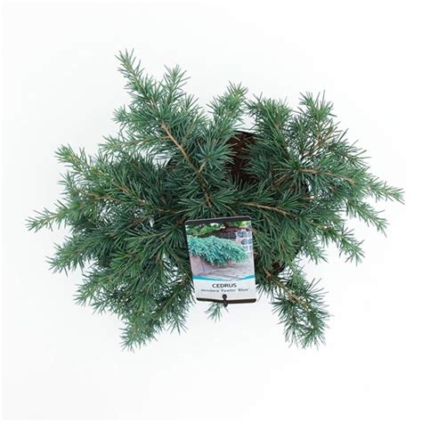 Cedrus Deodara Feelin Blue Blaue Zwerg Himalaya Zeder Cm