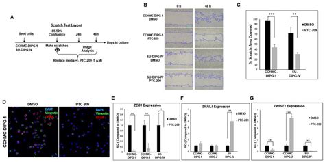 Ptc 209 Treatment Inhibits The Invasive Properties Of Dipg And