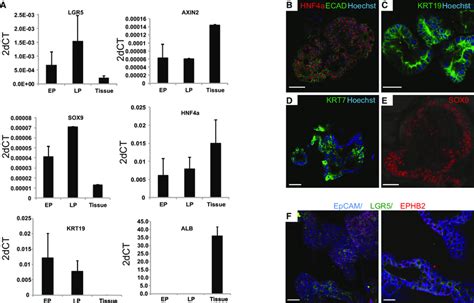 Marker Expression Of Human Liver Organoids A And B Gene Expression