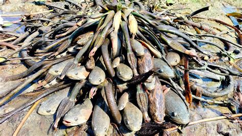 Amazing Fishing A Fisherman Skill Catch Fish A Lots In Rice Field By