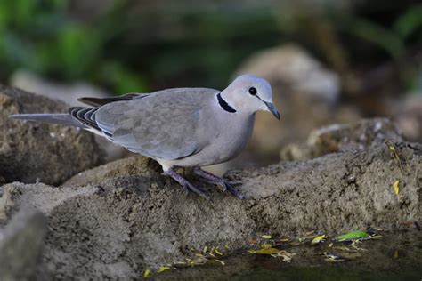 Cape Turtle Ring Necked Dove Holmen Birding Safaris