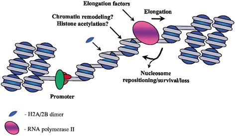 Nucleosome Remodeling Induced By Rna Polymerase Ii Molecular Cell