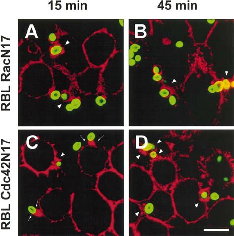 Phagocytic Cup Architecture In The Mutant Cell Lines A And B