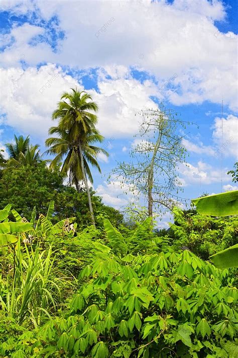 泰國叢林泰國場景光 照片背景圖桌布圖片免費下載 Pngtree