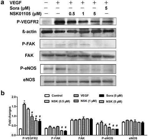 Nsk 01105 Inhibited The Activation Of Vegfr2 Mediated Signaling