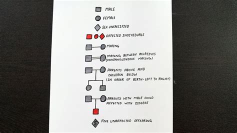 Diagram Of Symbols Used In Human Pedigree Analysis Class 12