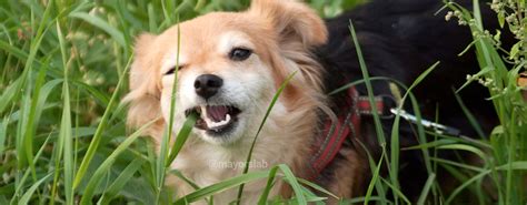 Por Qué Mi Perro Come Tierra Y Pasto