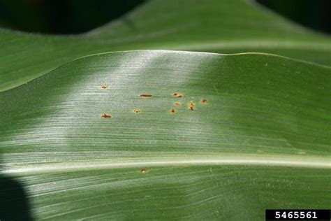 Common Corn Rust Puccinia Sorghi