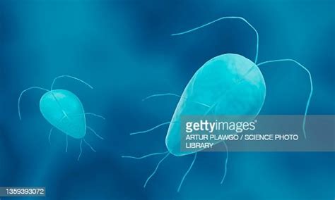 Giardia Lamblia Illustration High Res Vector Graphic Getty Images