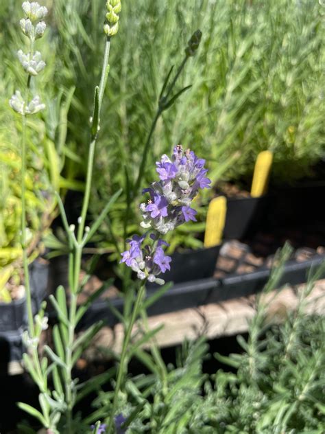 Lavandula angustifolia 'Munstead' (4") | Munstead English Lavender (4
