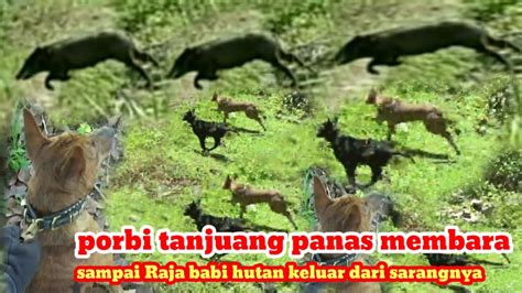 Raja Babi Hutan Keluar Dari SarangnyaPorbi Tanjuang Gasan Gadang