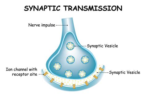 Synaptic Transmission Science Design Graphic by hamjaiu · Creative Fabrica