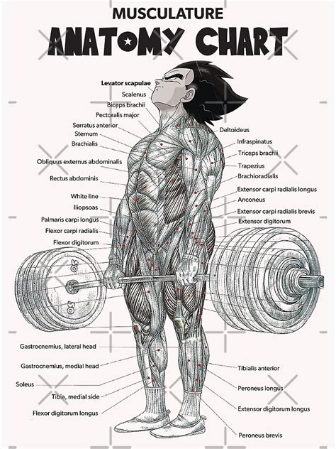 Deadlift Muscle Chart Anatomy Diagram Anime Gym Motivational