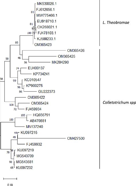 Phylogenetic Tree Showing Relationships Of Closely Related Accessions Download Scientific