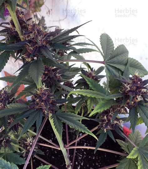 Purple Bud fem cannabis seeds for sale - Herbies