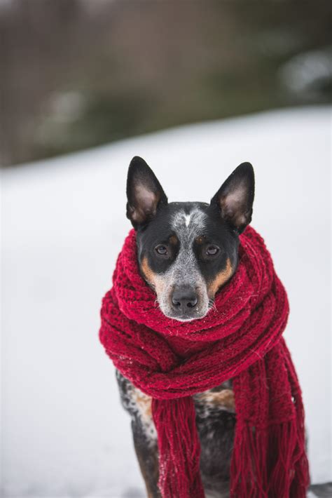 5 Tips to Keep Your Pet Warm This Winter - SureLoc Pet Carriers