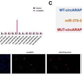 KLF9 Is A Target Gene Of MiR 379 5p A Potential Binding Sites Of KLF9