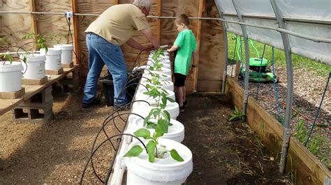 Transplanting Bell Peppers Into Dutch Buckets Youtube