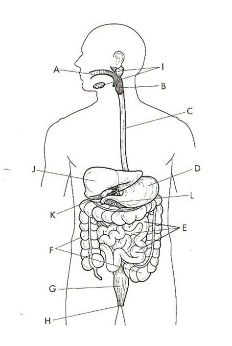 Blank Diagram Of Digestive System To Label Printable Digesti