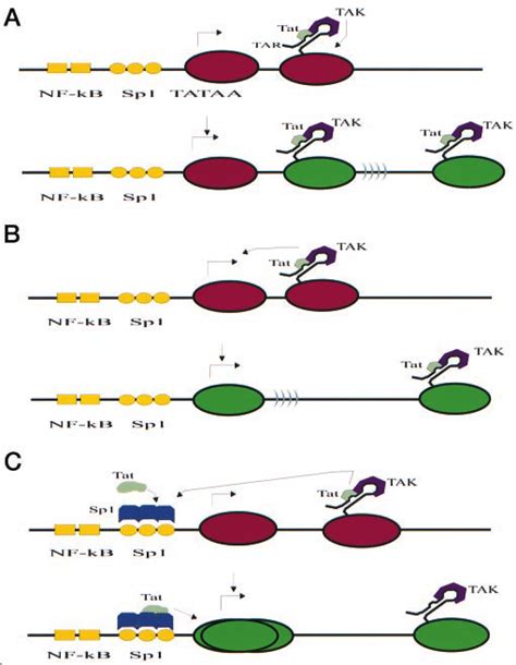 Schematic Models Of Tat Transactivation A Simplified Representation Of