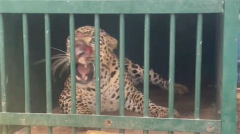 Leopard That Mauled Girl To Death On Tirumala Footpath Captured The Hindu